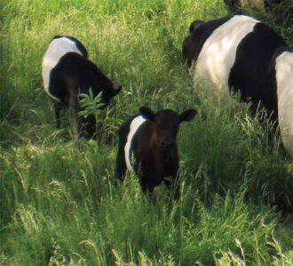 Keeping Heritage Breeds: Dutch Belted Milking Cows Image